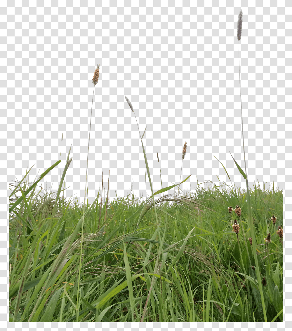 Long Grass Grass For Photoshop Transparent Png