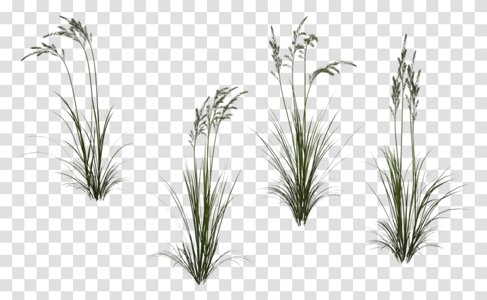 Long Grass High Grass Long Stem With Flower, Plant, Tree, Palm Tree, Arecaceae Transparent Png