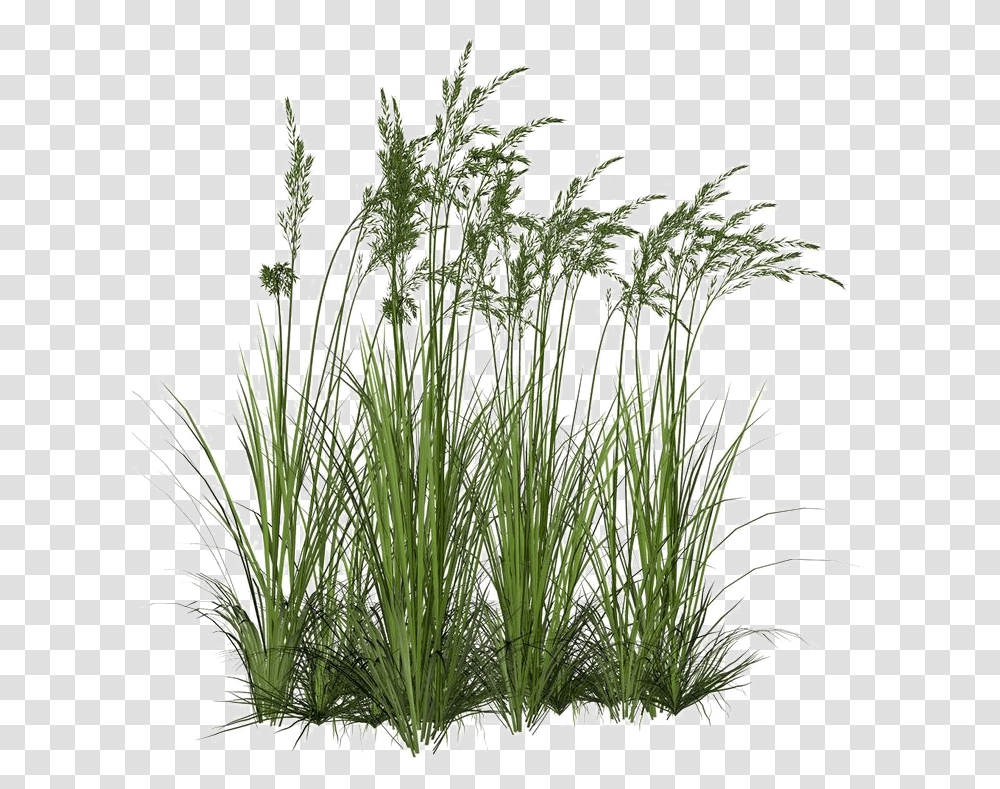 Long Grass Image Background Long Grass, Plant, Food, Seasoning, Dill Transparent Png