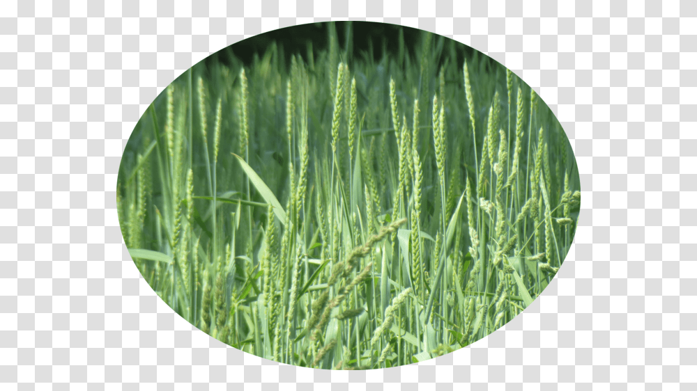 Long Grass, Plant, Vegetation, Lawn, Agropyron Transparent Png