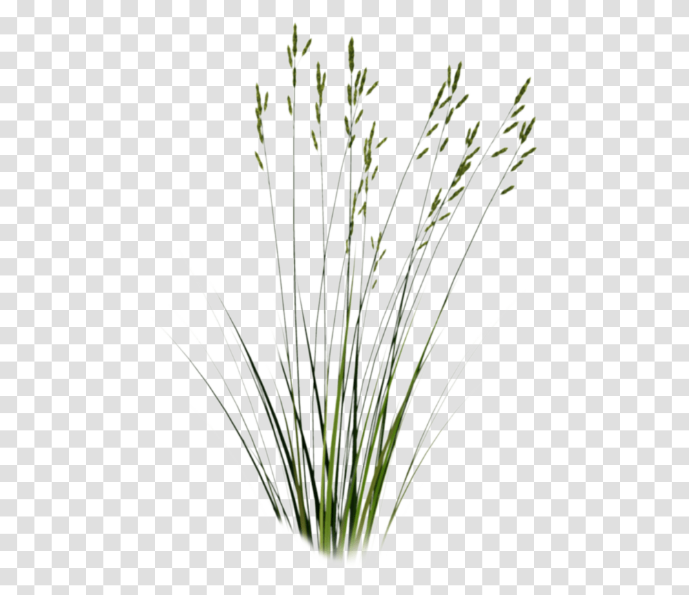 Long Grass Sweet Grass, Plant, Agropyron, Lawn, Flower Transparent Png