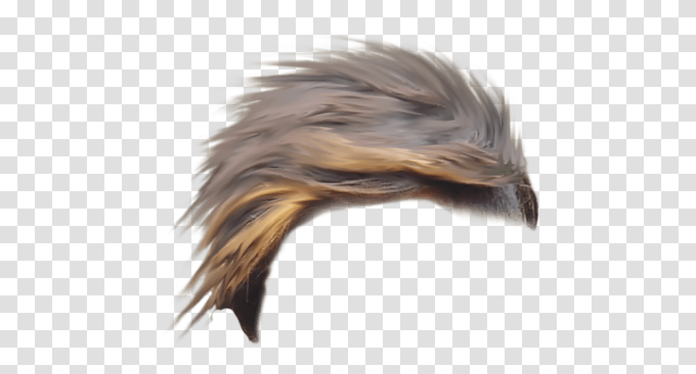 Long Hair Studio Background Images Background Feather, Bird, Animal, Outdoors, Nature Transparent Png
