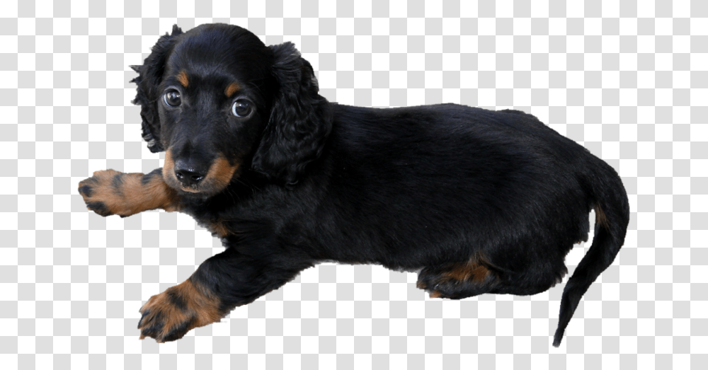 Long Haired Dachshund Puppy P Long Haired Weiner Dog, Pet, Canine, Animal, Mammal Transparent Png