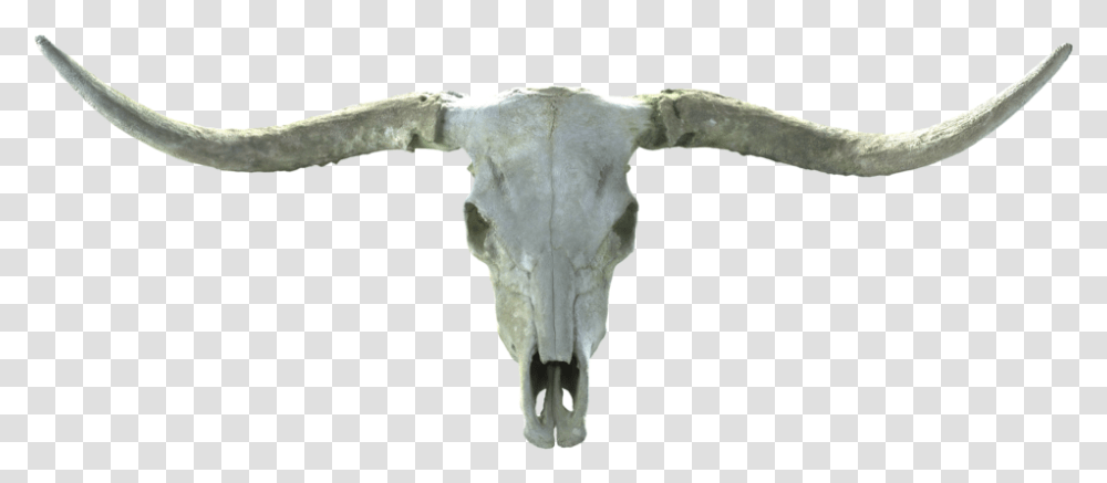 Long Horn Skull Texas Longhorn, Bull, Mammal, Animal, Torso Transparent Png