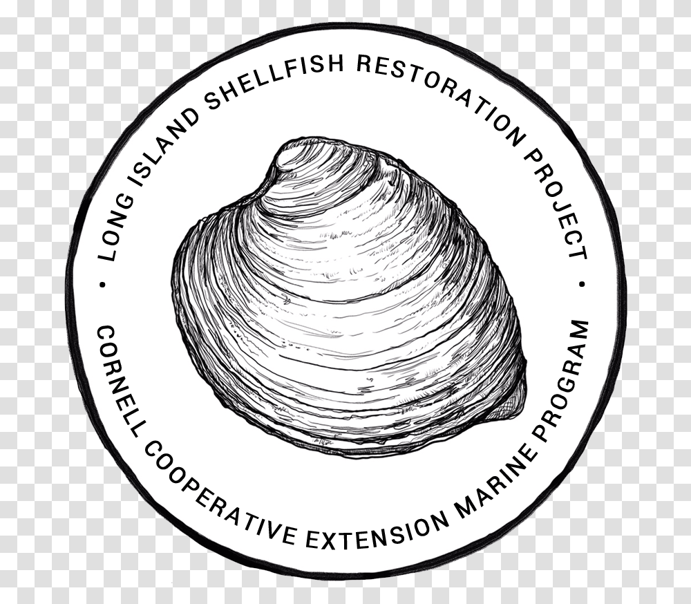 Long Island Shellfish Restoration Project Long Island Shellfish Restoration Project, Clam, Seashell, Invertebrate, Sea Life Transparent Png