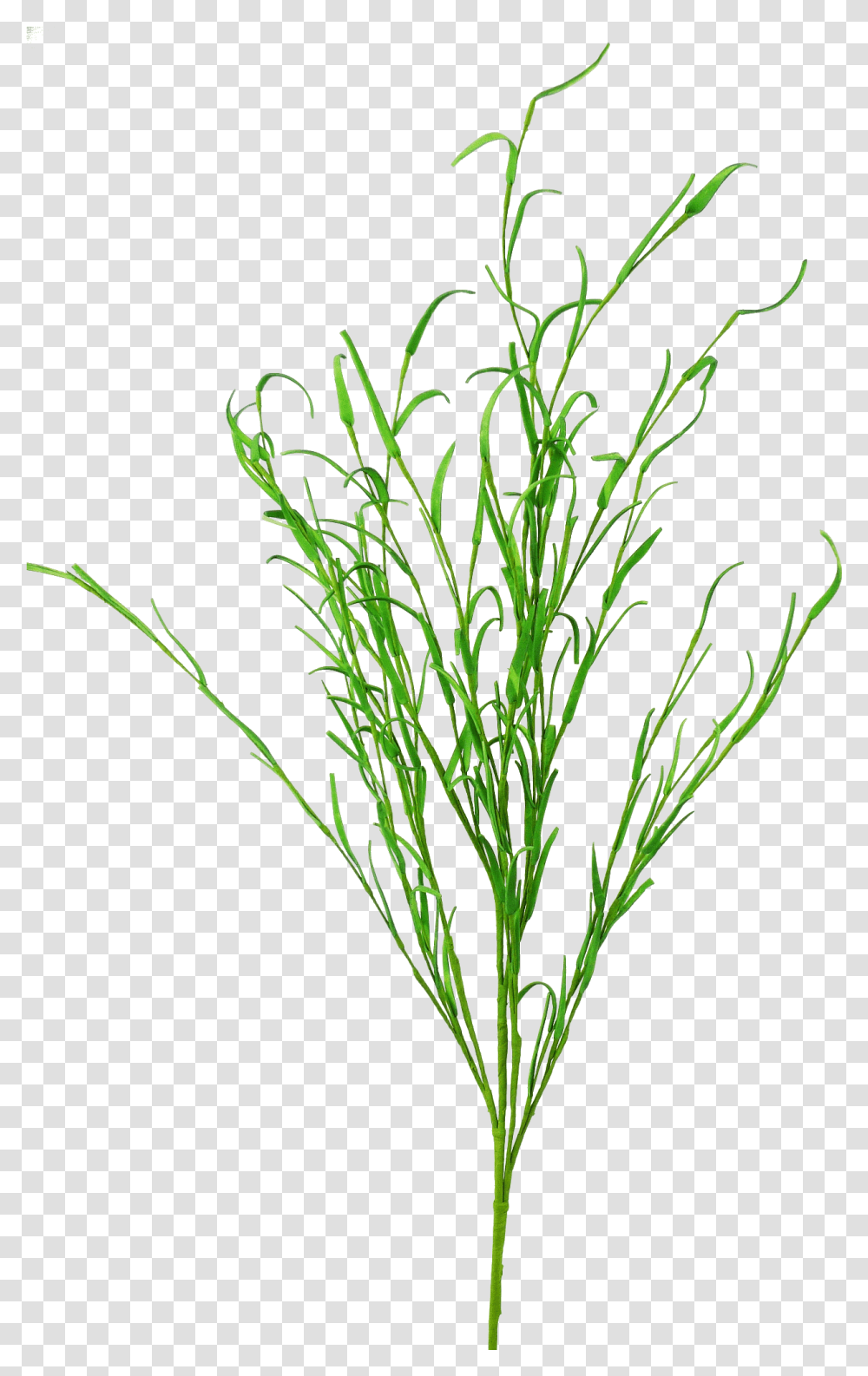 Long Leaf Grass Spray Grass, Plant, Food, Bush, Vegetation Transparent Png