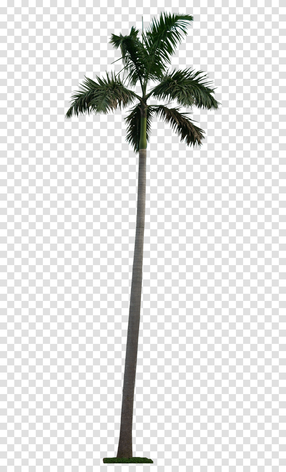 Long Palm Tree, Plant, Arecaceae, Lamp Post Transparent Png