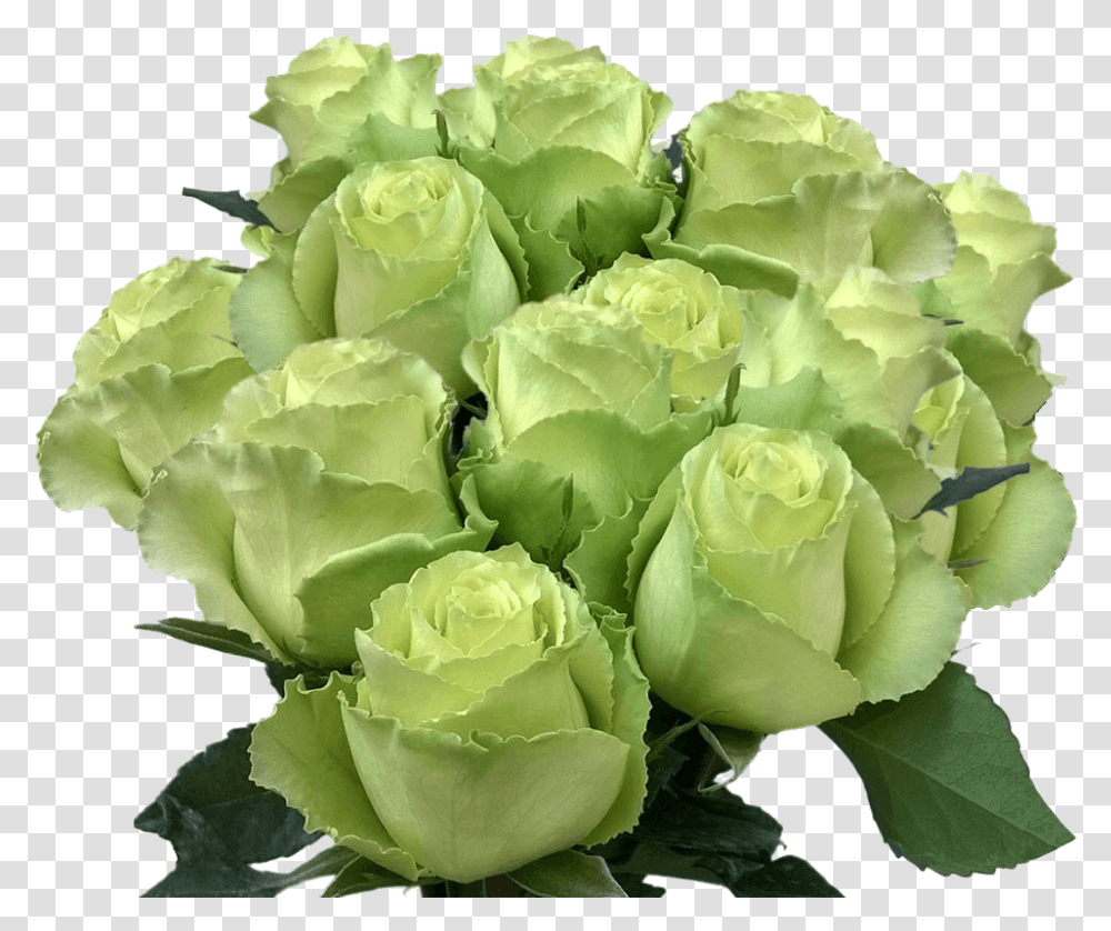 Long Stem Lime Green Roses Buy Fresh Roses Mint Green Garden Roses, Plant, Flower, Blossom, Peony Transparent Png