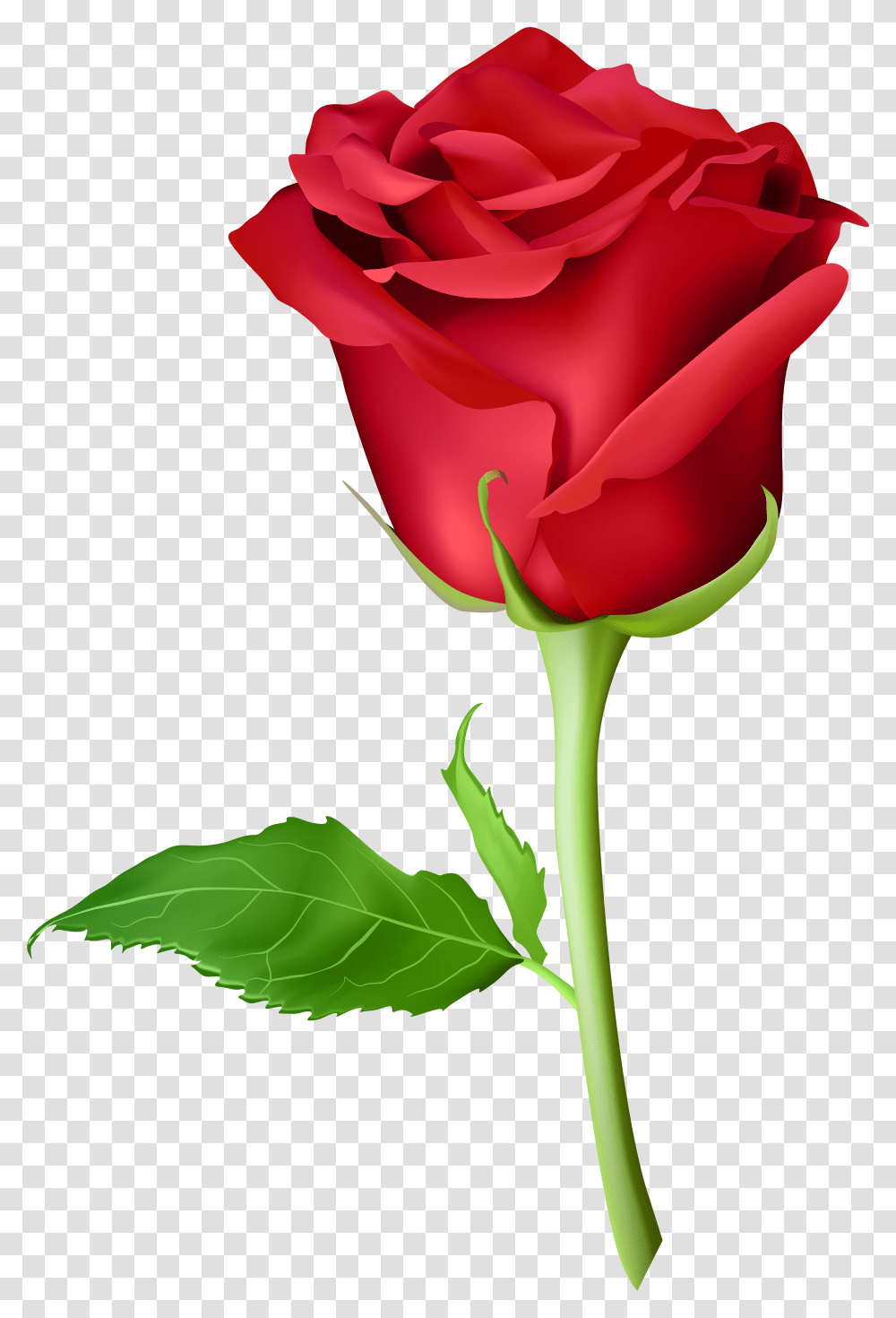 Long Stem Rose Clipart Picsart Rose Hd, Flower, Plant, Blossom Transparent Png