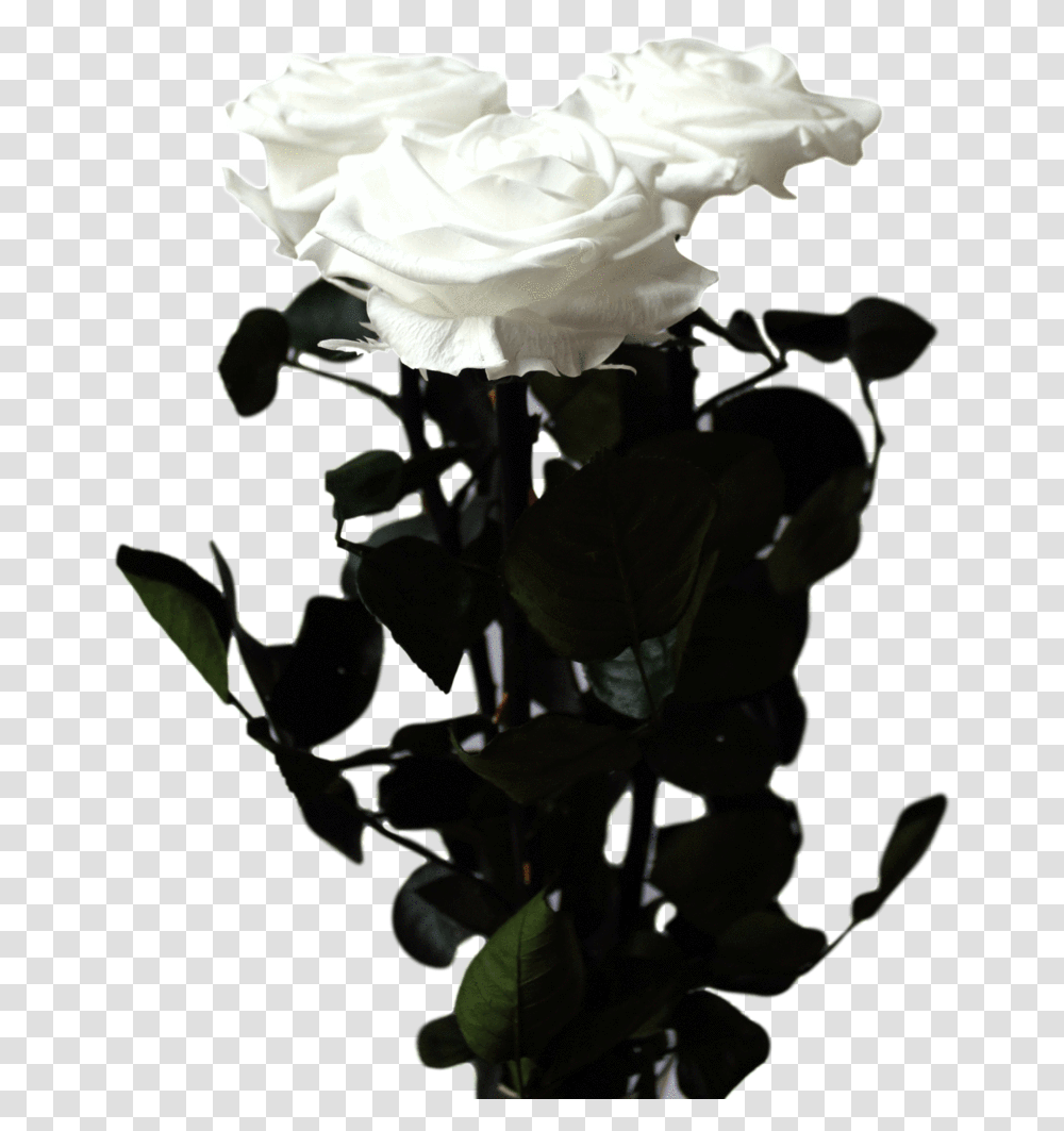 Long Stem Rose Floribunda, Flower, Plant, Blossom, Petal Transparent Png