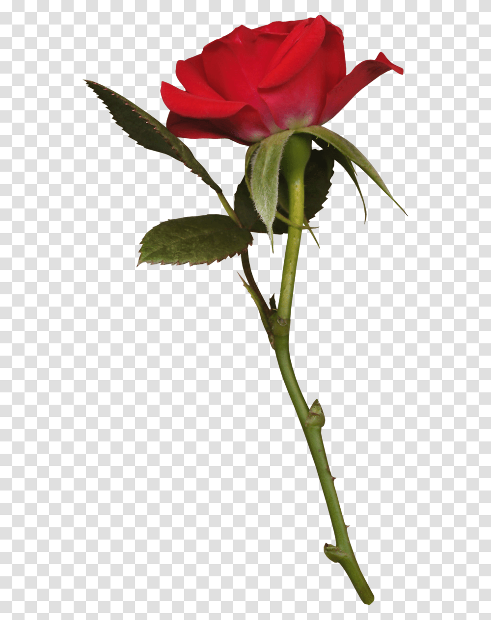 Long Stem Rose Krasnaya Roza V, Plant, Acanthaceae, Flower, Tree Transparent Png