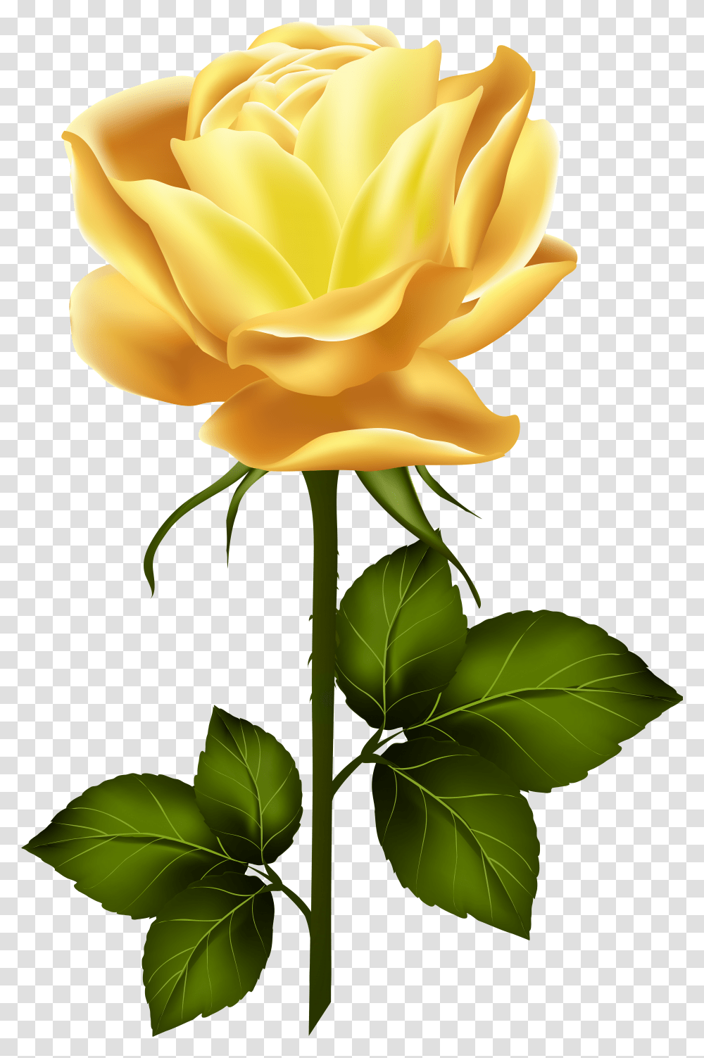 Long Stem Yellow Rose Yellow Rose With Stem Transparent Png