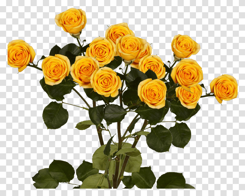Long Stem Yellow Spray Roses Garden Roses, Flower, Plant, Blossom, Flower Arrangement Transparent Png