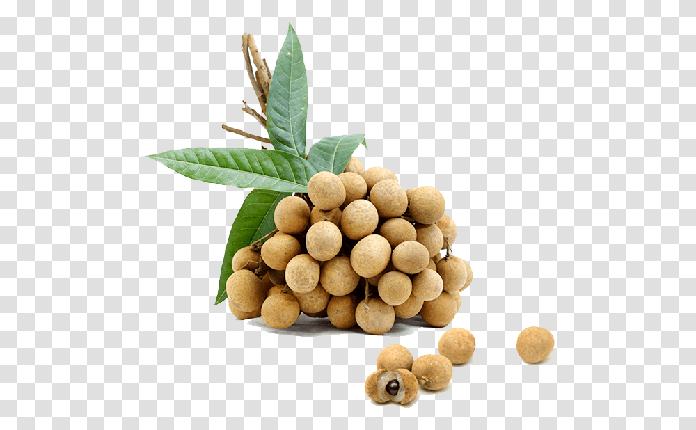 Longan, Vegetation, Plant, Bush, Land Transparent Png