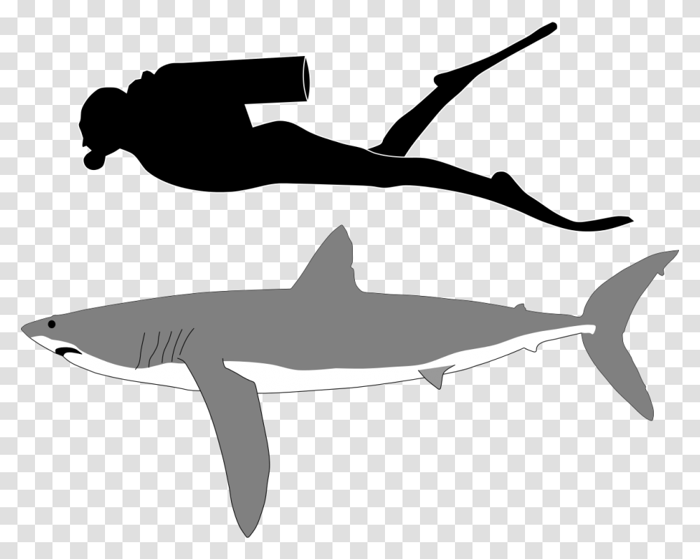 Longfin Mako Shark Size, Sea Life, Fish, Animal, Axe Transparent Png