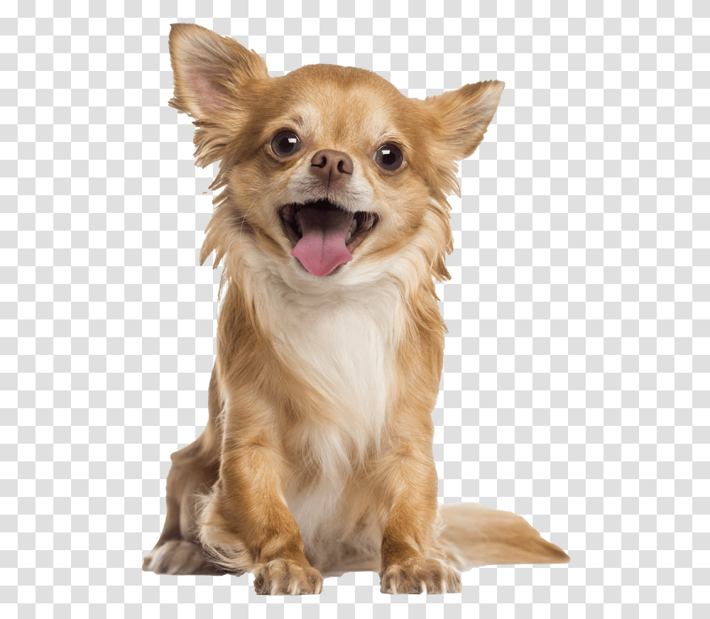 Longhaired Chihuahua Free Long Haired Chihuahua, Dog, Pet, Canine, Animal Transparent Png