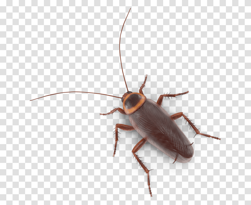 Longhorn Beetle, Cockroach, Insect, Invertebrate, Animal Transparent Png