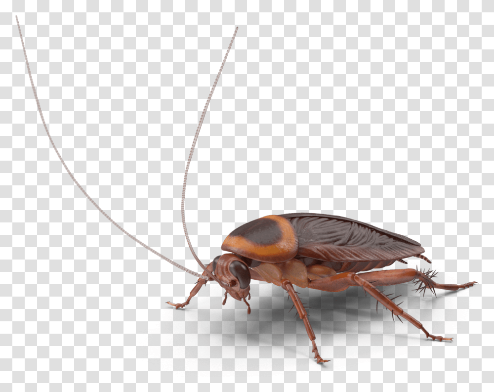 Longhorn Beetle, Insect, Invertebrate, Animal, Cockroach Transparent Png
