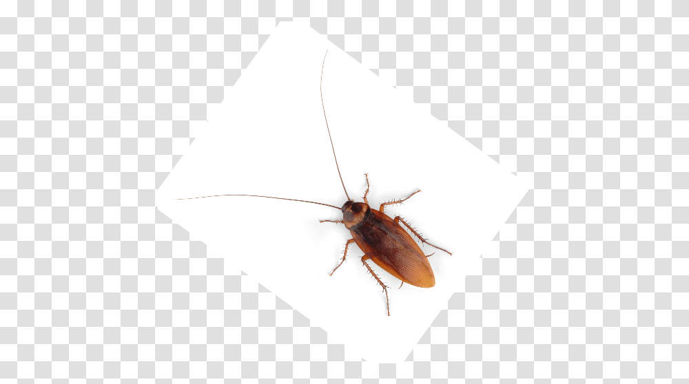 Longhorn Beetle, Insect, Invertebrate, Animal, Cockroach Transparent Png