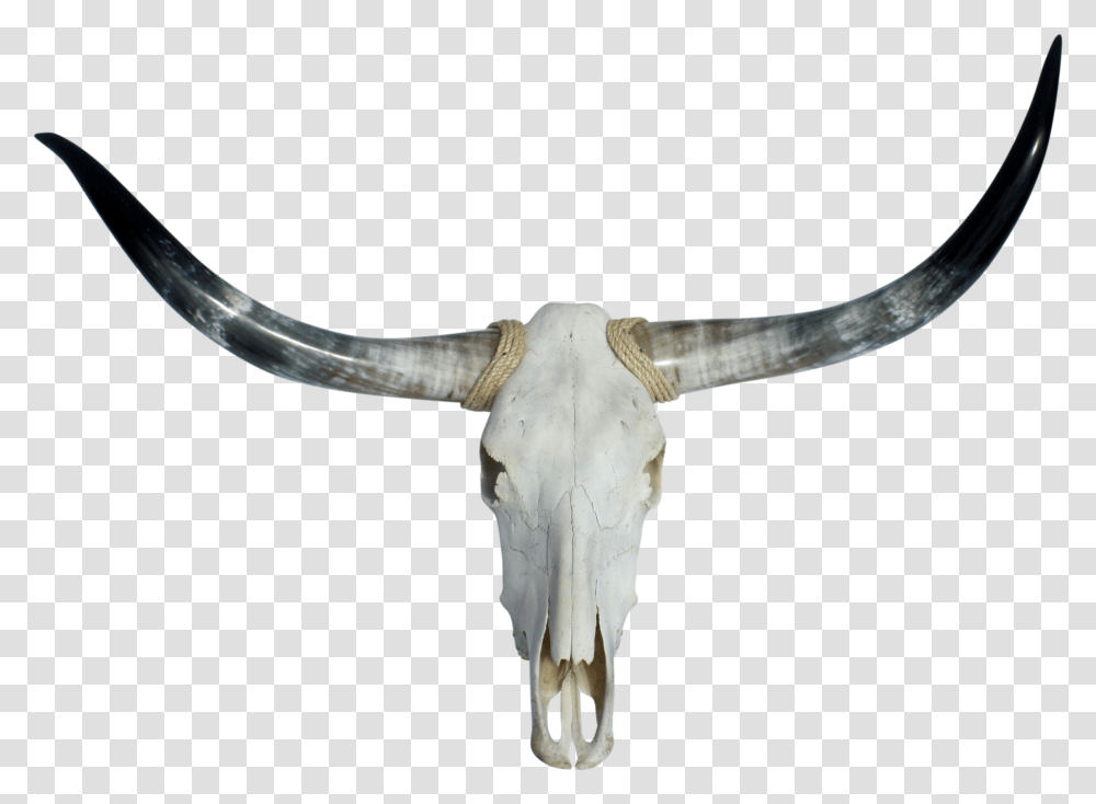 Longhorn Bull Skull Bull Skull, Axe, Tool, Cattle, Mammal Transparent Png