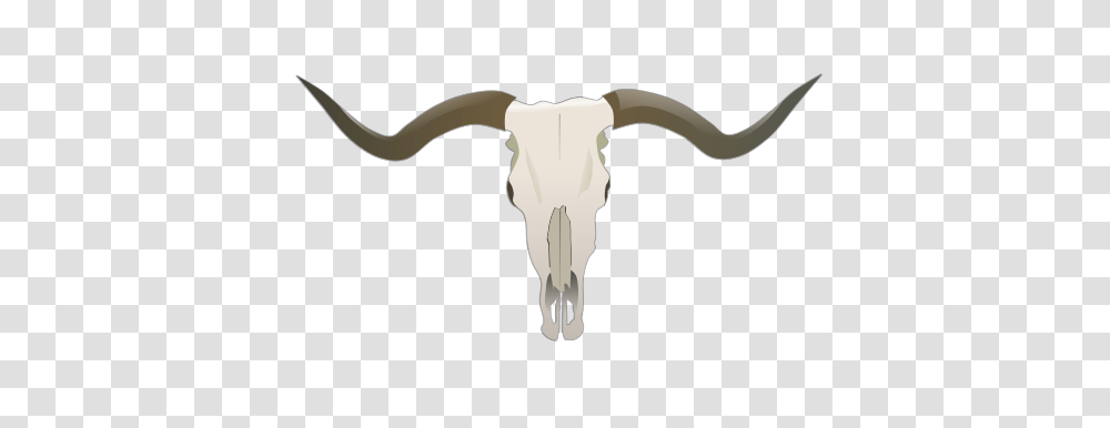 Longhorn Skull, Cattle, Mammal, Animal, Bull Transparent Png