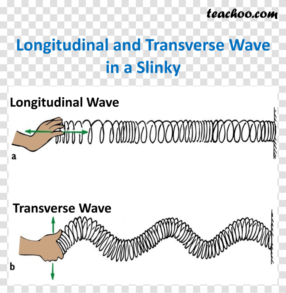 Longitudinal And Transverse Waves, Zebra, Animal, Plot Transparent Png