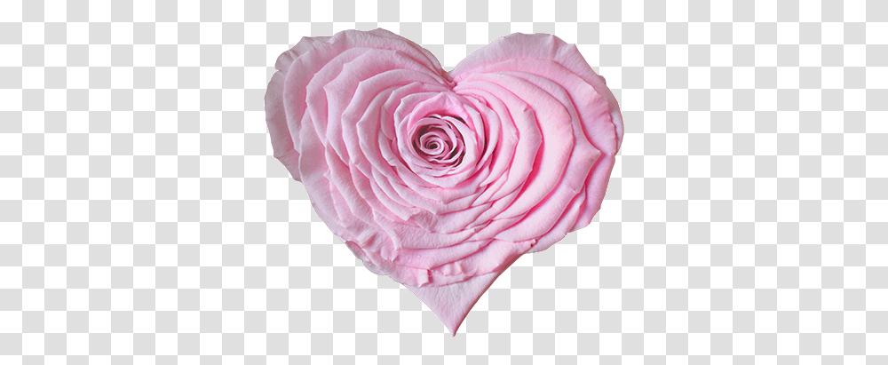 Longlife Rose Heart Light Pink Garden Roses, Petal, Flower, Plant, Blossom Transparent Png