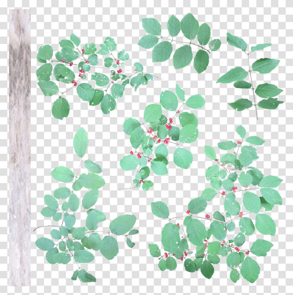 Lonicera Xylosteum Twig, Plant, Leaf, Pattern, Rug Transparent Png
