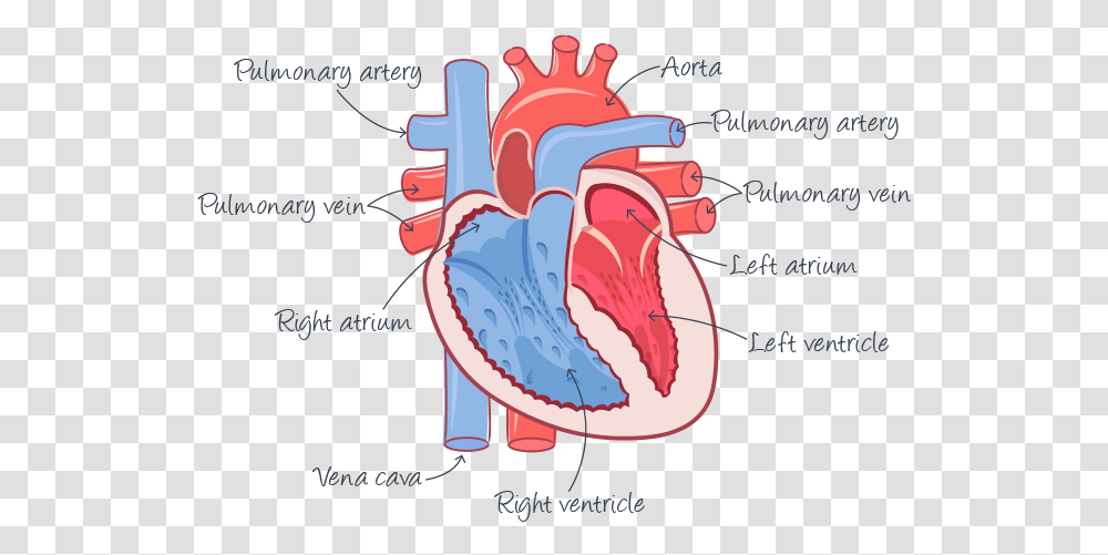 Look After Your Heart, Food, Sea Life, Animal Transparent Png