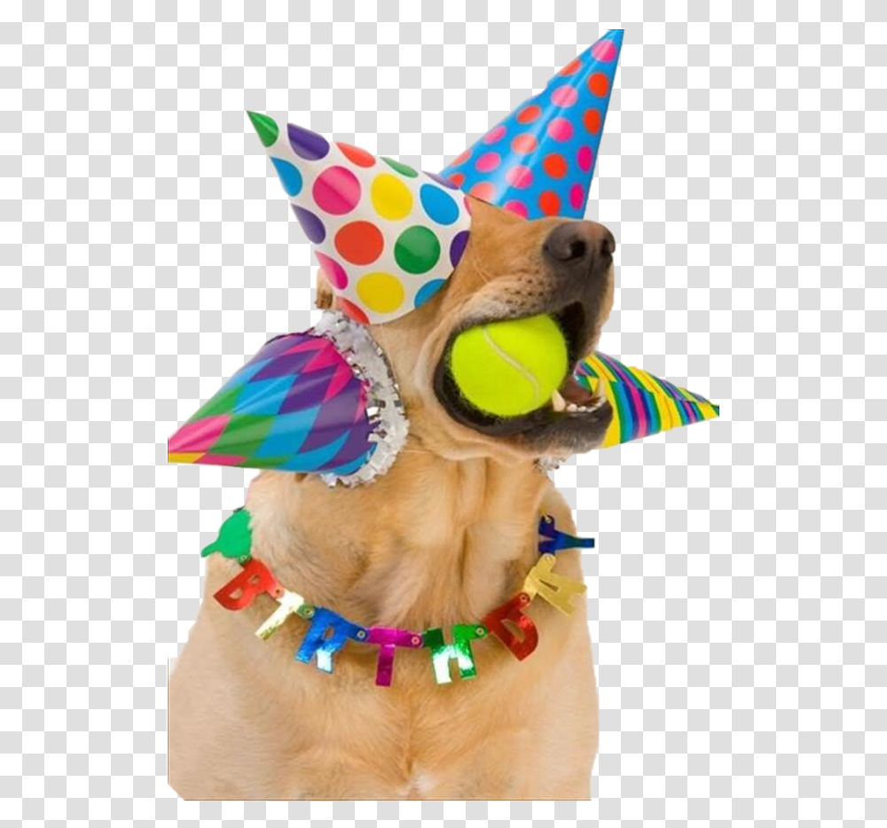 Look At The Sticker I Made Happy Birthday Dog Party Hats, Apparel, Toy, Costume Transparent Png