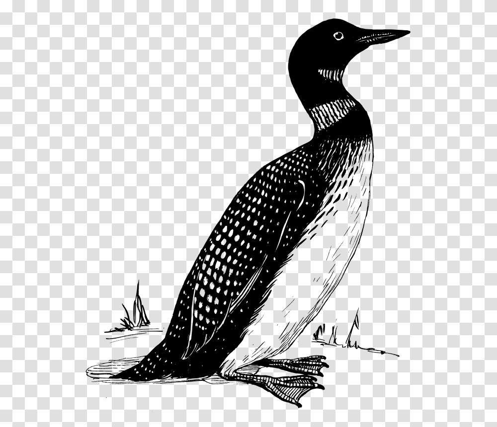 Loon, Animals, Gray, World Of Warcraft Transparent Png