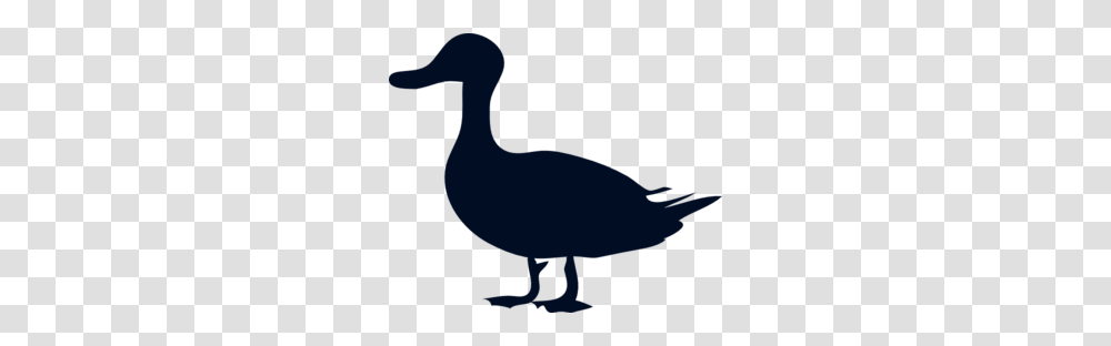 Loon Clipart, Animal, Bird, Duck, Dodo Transparent Png