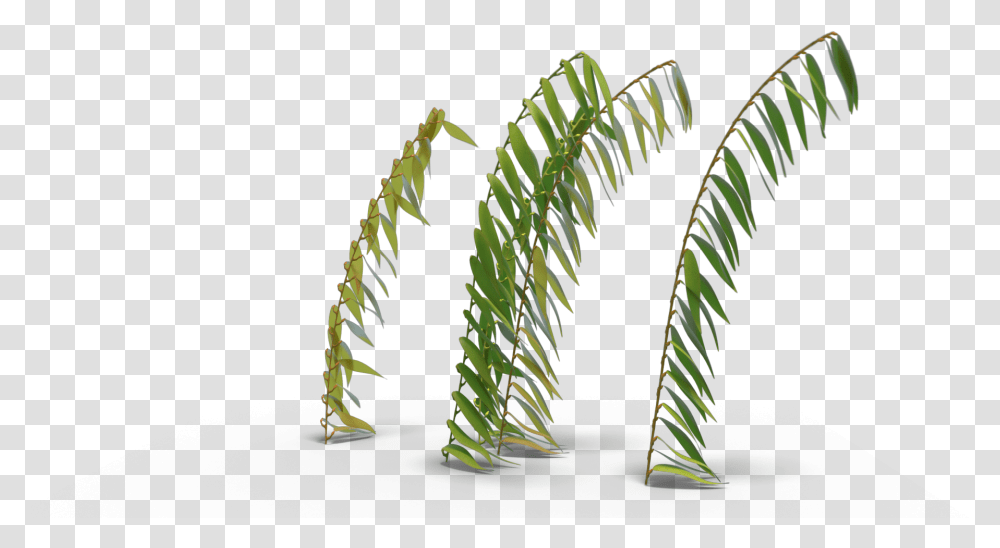 Looping Sea Kelp 1 Vertical, Plant, Fern, Leaf, Flower Transparent Png
