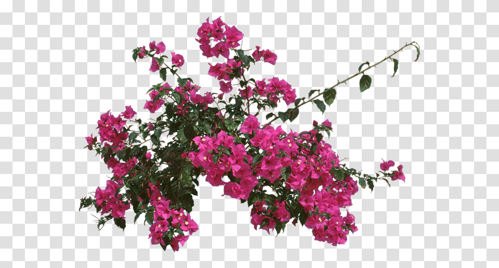 Loosestrife And Pomegranate Family Bougainvillea Top View Psd, Geranium, Flower, Plant, Blossom Transparent Png