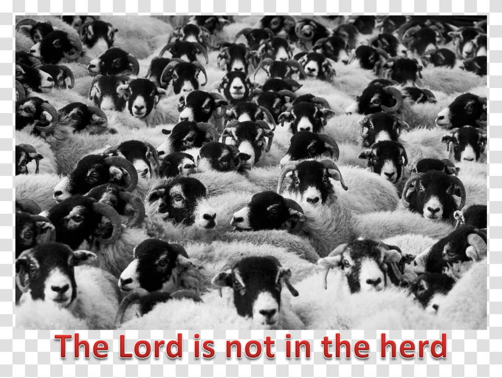 Lord And The Herd Does Counting Sheep Help You Sleep, Flock, Animal, Mammal, Giant Panda Transparent Png
