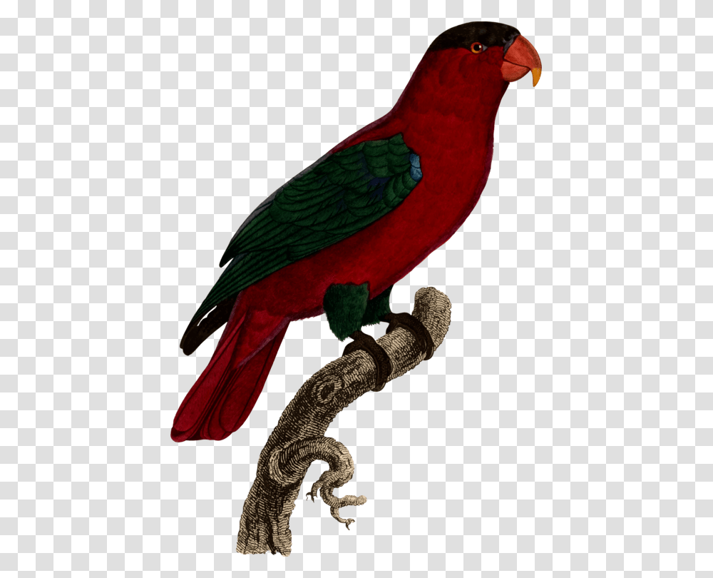Loriini, Bird, Animal, Macaw, Parrot Transparent Png