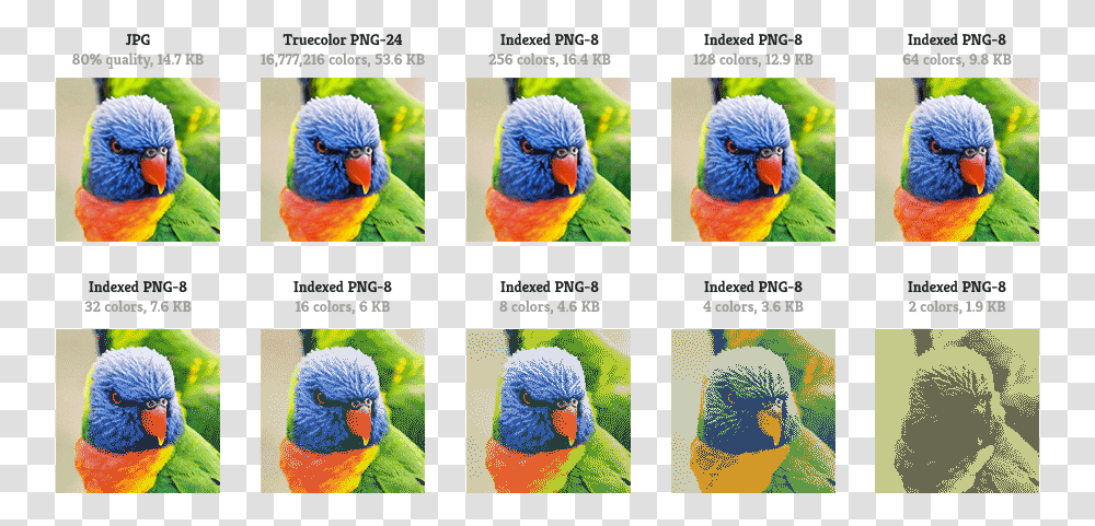 Lorikeet, Macaw, Parrot, Bird, Animal Transparent Png