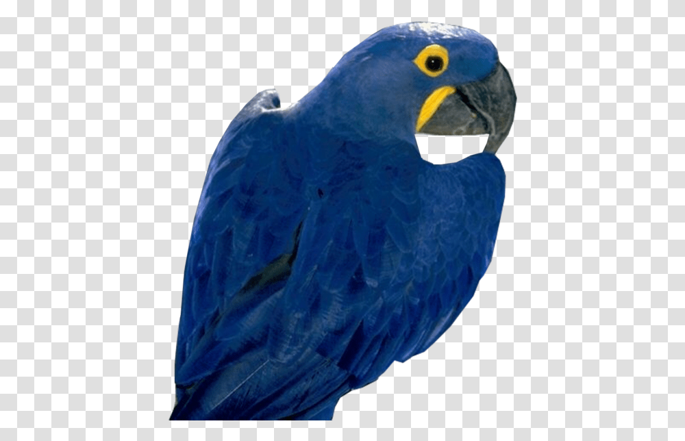 Loro Azul, Bird, Animal, Parrot, Beak Transparent Png