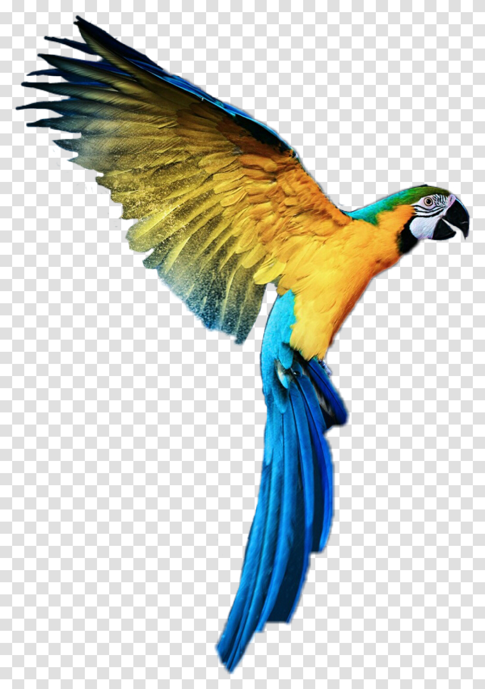 Loros Animales Aves Parrot For Picsart In Hd, Bird, Macaw Transparent Png