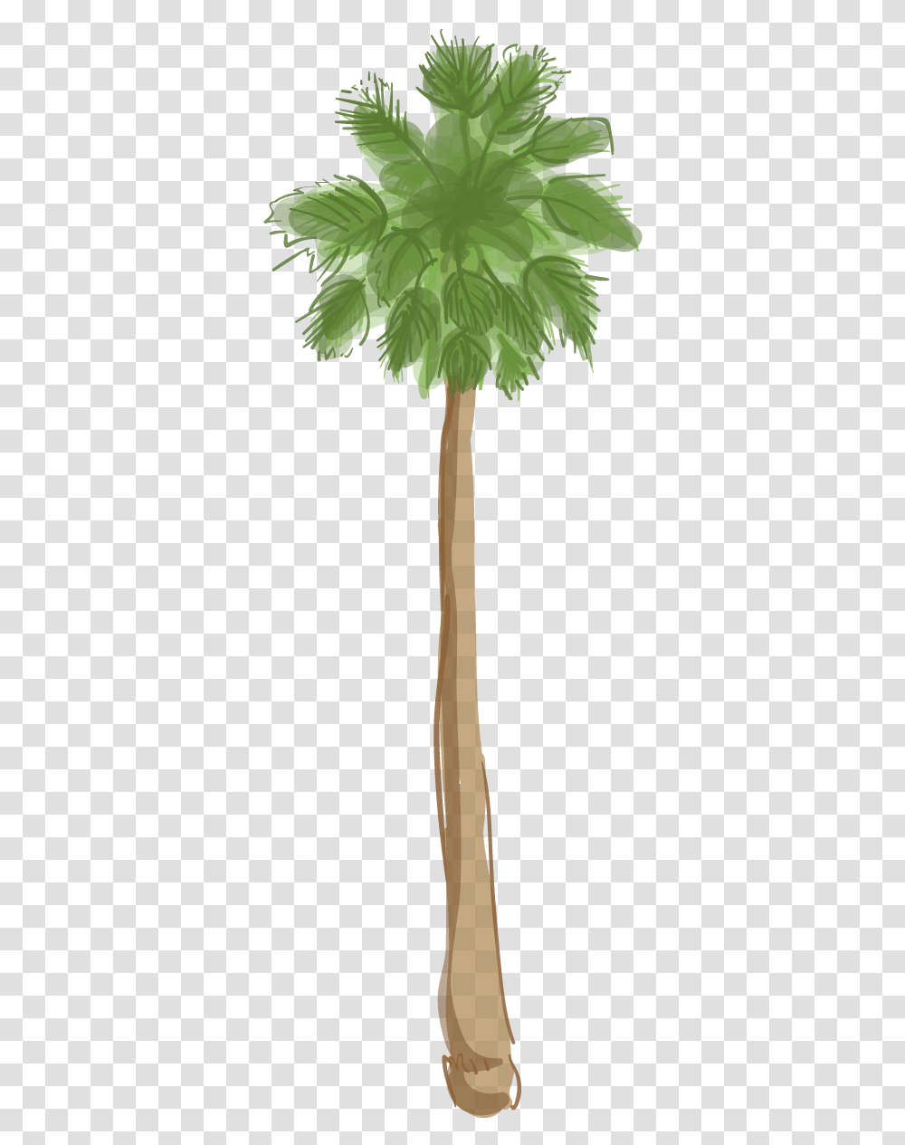 Los Angeles Palm Tree, Plant, Arecaceae, Flower, Blossom Transparent Png