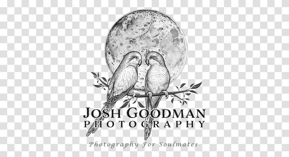 Los Angeles Wedding Photographer Josh Goodman Photography Lovely, Bird, Animal, Parrot, Art Transparent Png