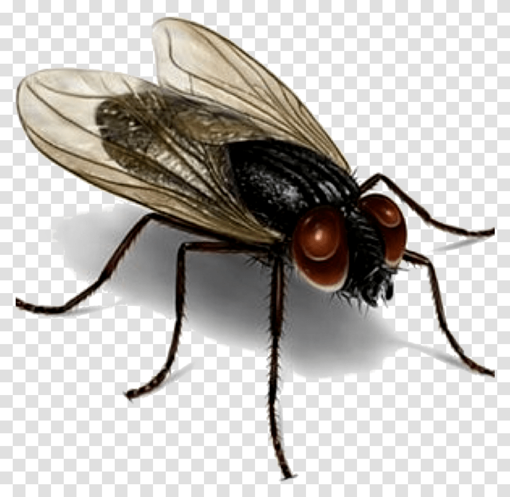 Los Organismos Patgenos Son Recolectados Por Las Moscas House Fly, Insect, Invertebrate, Animal, Asilidae Transparent Png