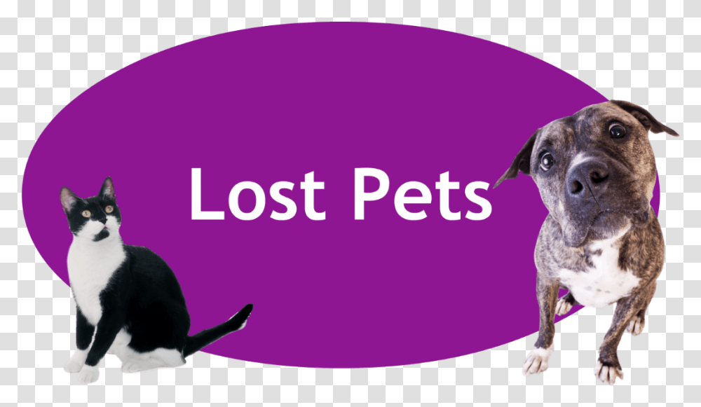 Lost And Found Pets Banner, Cat, Mammal, Animal, Dog Transparent Png