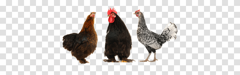 Lots Of Chickens Rabbit And Hen, Poultry, Fowl, Bird, Animal Transparent Png