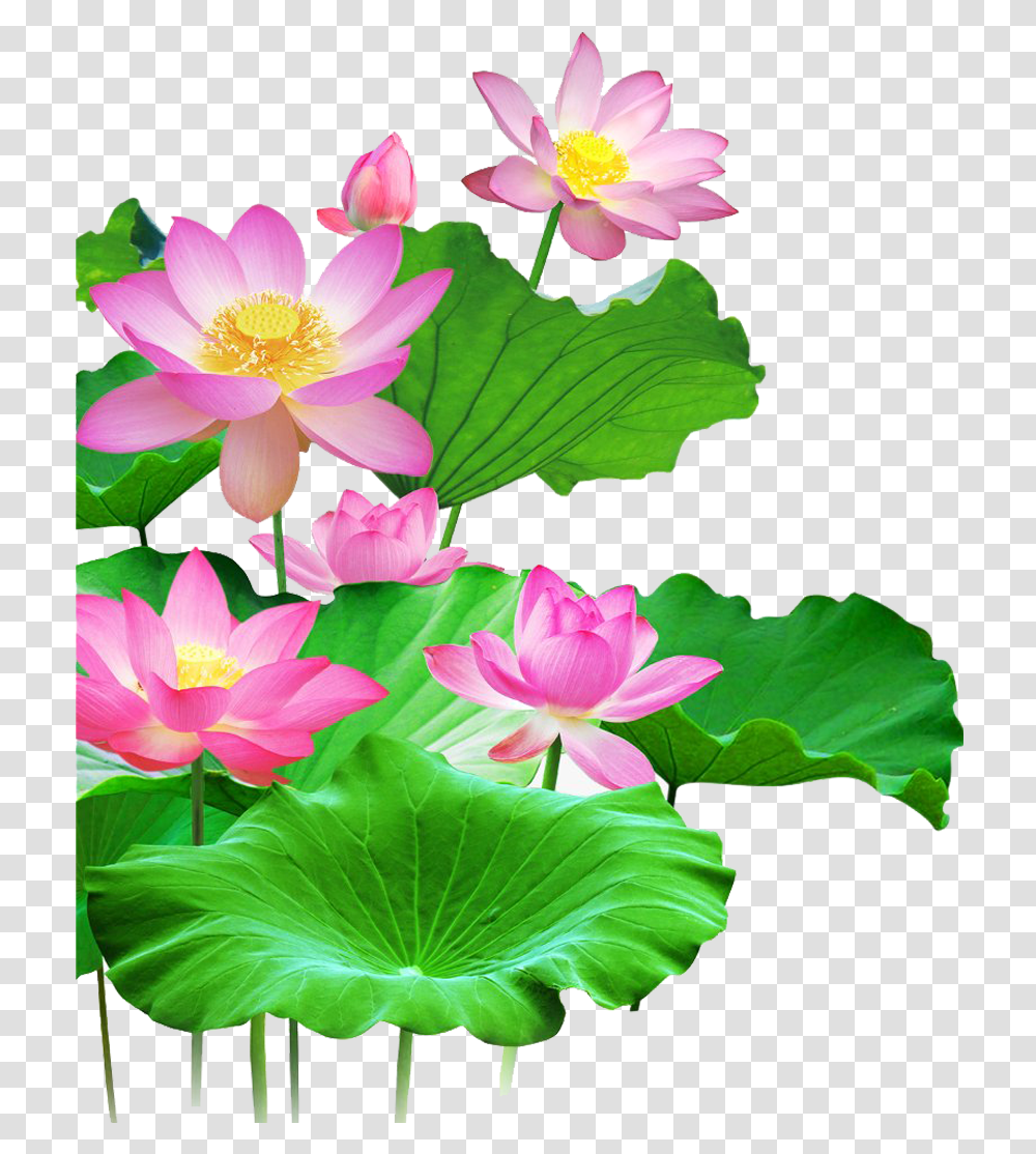 Lotus Background, Lily, Flower, Plant, Blossom Transparent Png