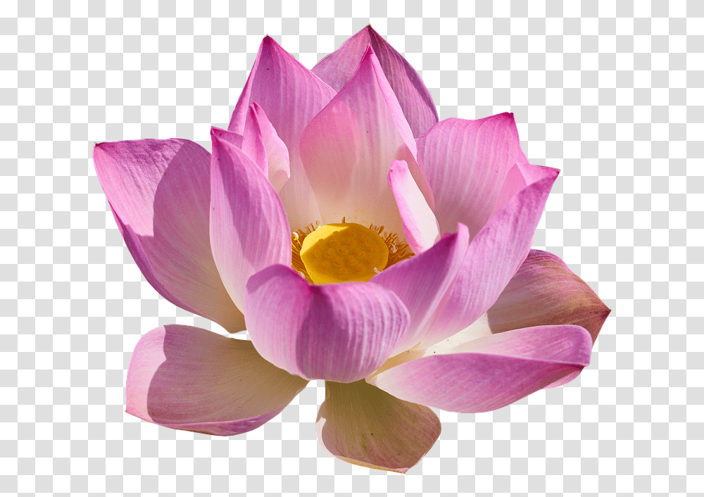 Lotus Background, Plant, Lily, Flower, Blossom Transparent Png