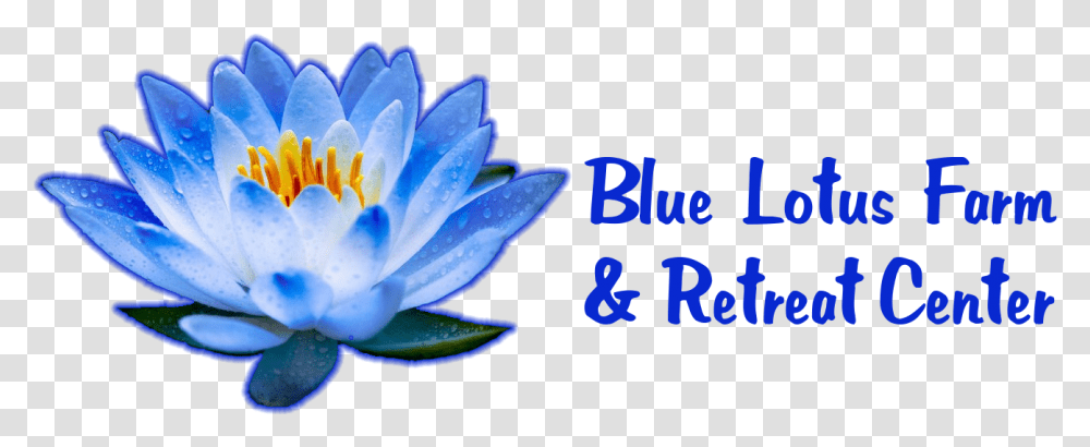 Lotus Blue Flower, Plant, Lily, Blossom, Pond Lily Transparent Png