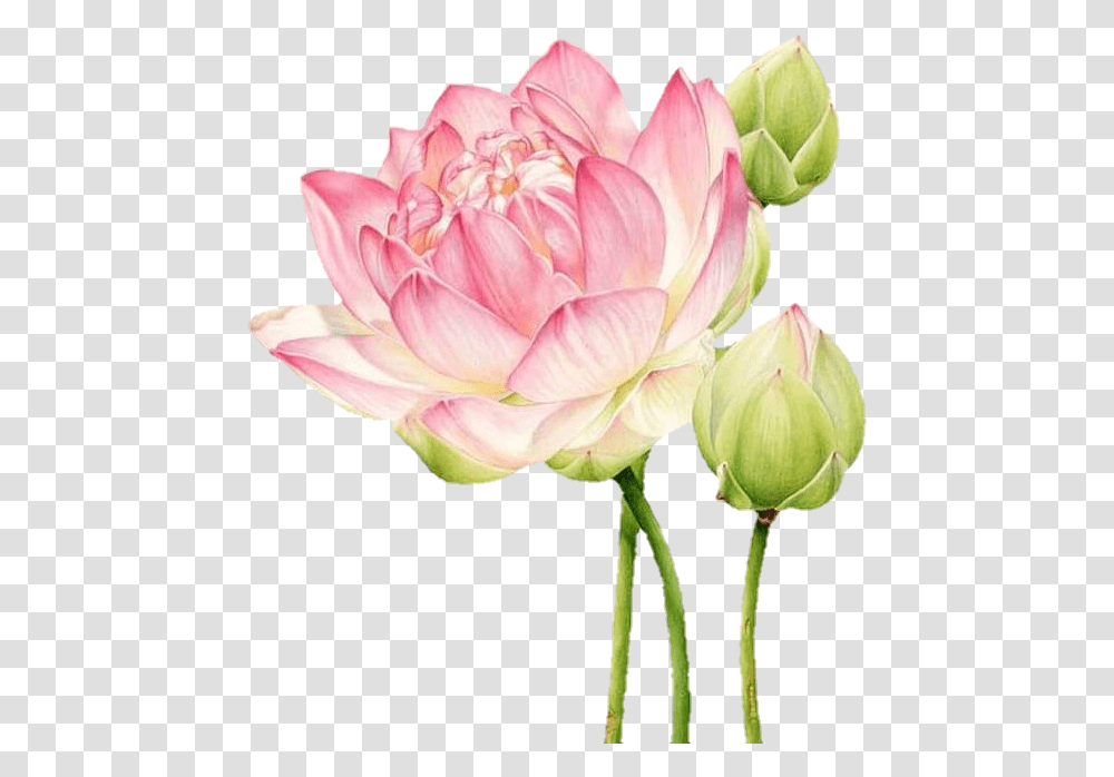 Lotus Botanicalillustration Pink Flowers Art Cveti Botanical Illustration Lotus, Dahlia, Plant, Rose, Petal Transparent Png