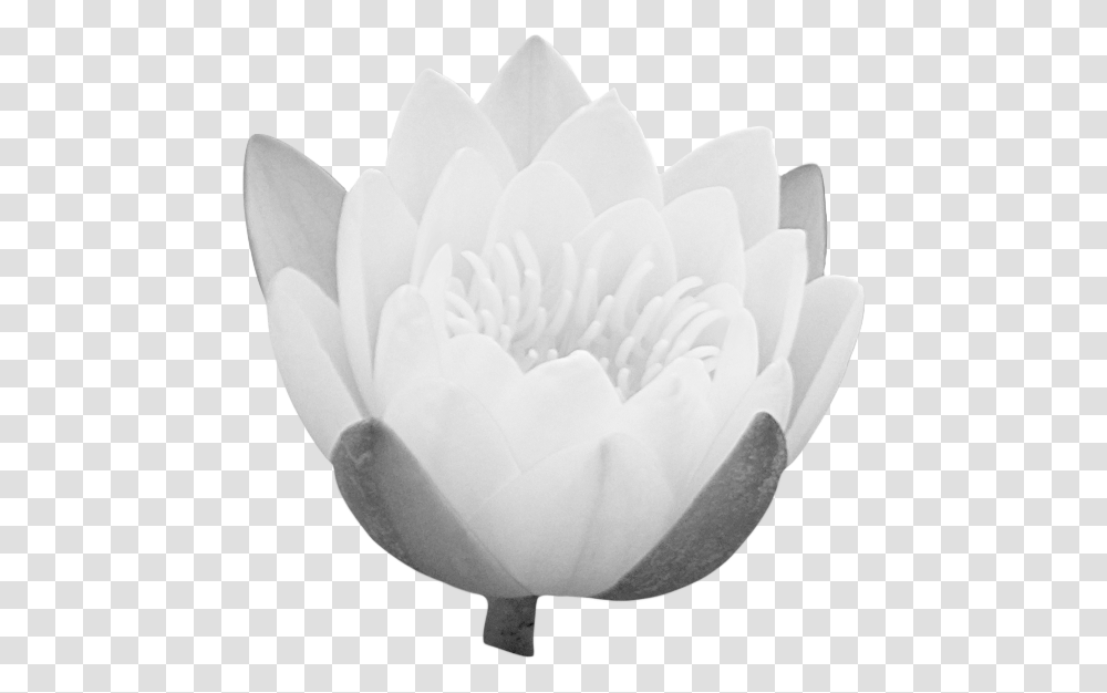 Lotus Bud Portable Network Graphics, Rose, Flower, Plant, Blossom Transparent Png