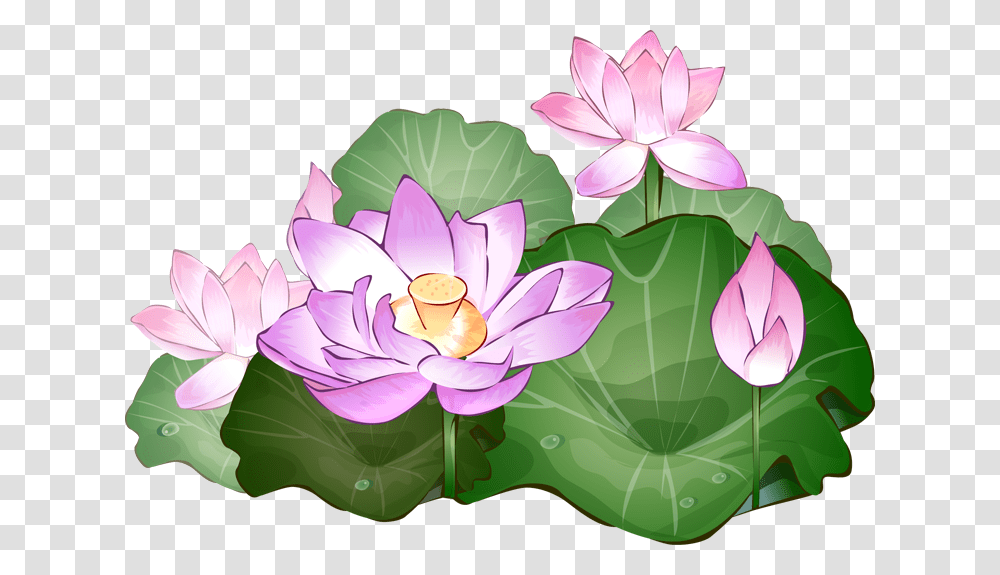Lotus Clip Art, Plant, Flower, Blossom, Pond Lily Transparent Png